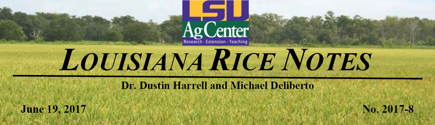 2017 Louisiana Rice Field Notes #8